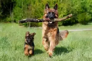 Technique d'education pour chiot et chien