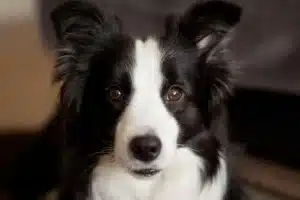Club canin pour améliorer le comportement de votre chien