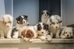 conseils pour bien choisir un éleveur de chien