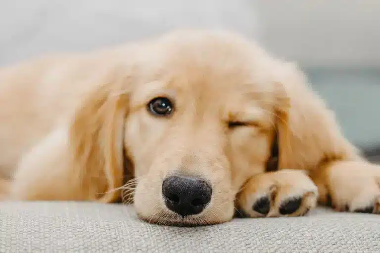 préparer son chien pour une bonne séance de toilettage