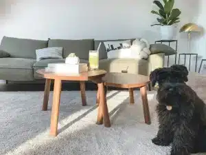 Conseils pour préparer votre chien à la pension canine