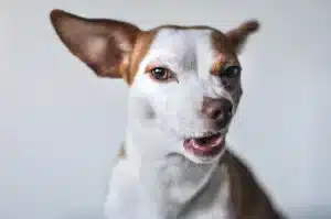 hygiène et bien être de votre chien pendant le toilettage