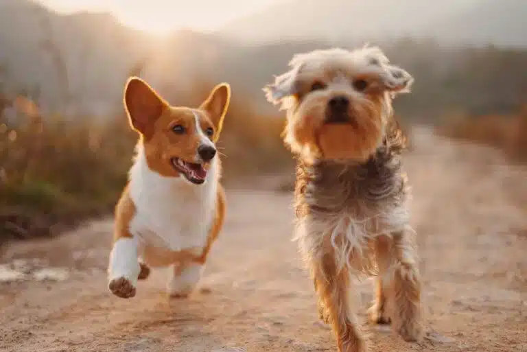 Annuaire woufipedia pour les professionnels du monde canin