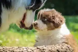 language corporel du chien pour bien le comprendre