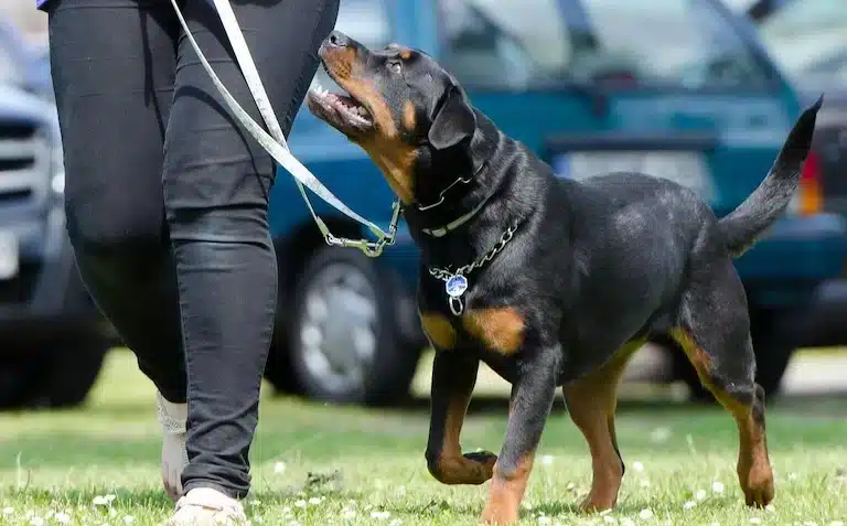educateur canin à la rescousse