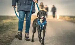 promeneur de chien la solution ideale