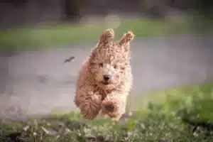Combien coute un promeneur de chien