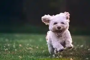 comment trouver la bonne pension canine pour son chien